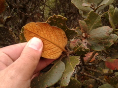 Persea ferruginea