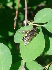 Parhelophilus rex