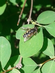 Parhelophilus rex