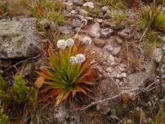 Paepalanthus