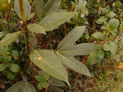 Oreopanax bogotensis