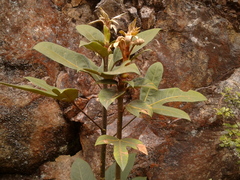 Oreopanax bogotensis