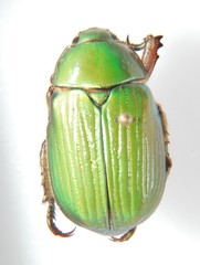 Chrysina lecontei