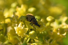 Mycterus curculioides