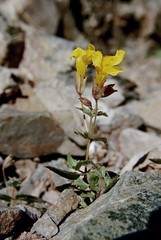 Erythranthe tilingii