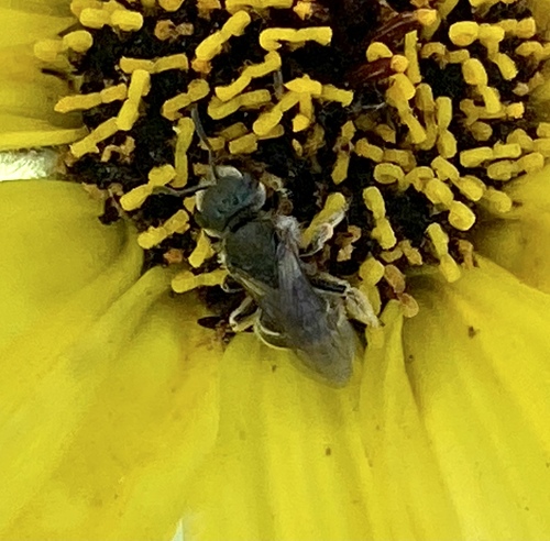 iNaturalist observation photo of Tripartite Sweat Bee
