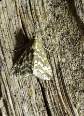 Evergestis frumentalis