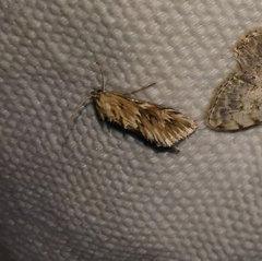 Cynaeda dentalis