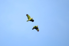 Amazona autumnalis salvini