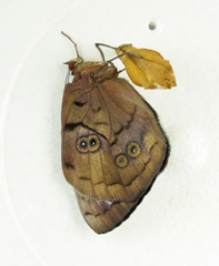 Eunica eurota