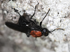 Clitellaria ephippium