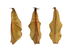 Eunica eurota