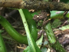 Pristimantis muricatus