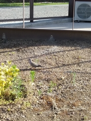 Streptopelia decaocto