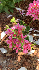 Ciconium
