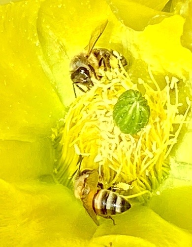 iNaturalist observation photo of Western Honey Bee