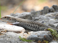 Aspidoscelis marmoratus