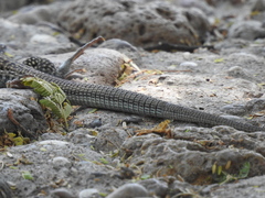 Aspidoscelis marmoratus