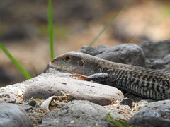 Aspidoscelis marmoratus