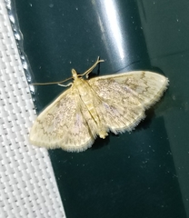 Anania quebecensis