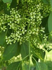 Euonymus hamiltonianus