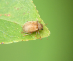 Demotina modesta