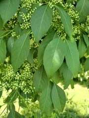 Euonymus hamiltonianus