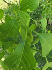 Euonymus hamiltonianus