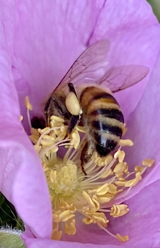 iNaturalist observation photo of Western Honey Bee