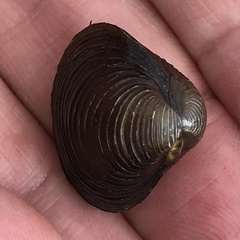 Corbicula fluminalis