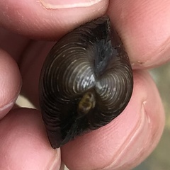 Corbicula fluminalis