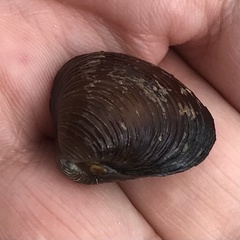 Corbicula fluminalis