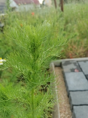 Angiospermae