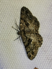 Peribatodes umbraria