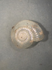 Glyphyalinia cryptomphala