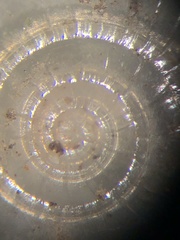 Glyphyalinia cryptomphala