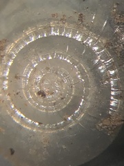 Glyphyalinia cryptomphala