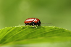 Cryptocephalus coryli