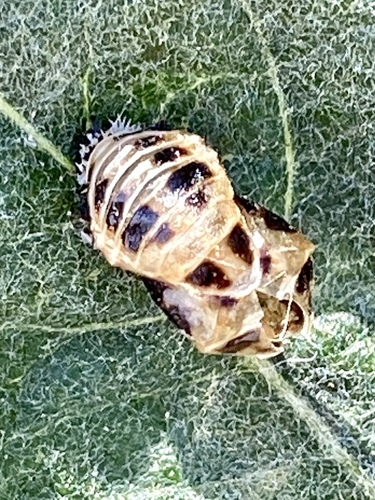 iNaturalist observation photo of Asian Lady Beetle