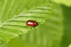 Cryptocephalus coryli