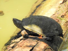 Kinosternon hirtipes