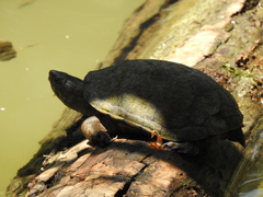 Kinosternon hirtipes