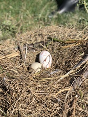 Pelecanus occidentalis