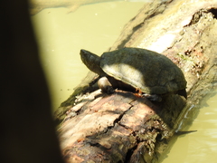 Kinosternon hirtipes