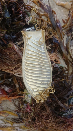 Cephaloscyllium laticeps