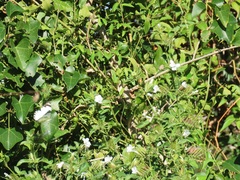 Barleria elegans orientalis