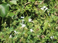 Barleria elegans orientalis