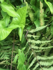 Emoia cyanura
