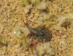 Triops cancriformis