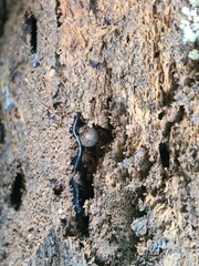 Plethodon glutinosus